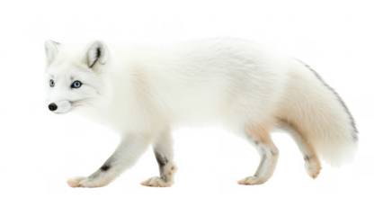 Arctic Fox Walking