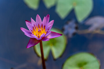 fleur de lotus violet