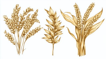 Fototapeta premium Vintage botanical illustration of wheat and barley stalks with detailed golden sketch