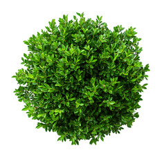 Fototapeta premium A vibrant and healthy green bush captured from a top-down perspective
