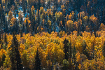 A golden autumn forest in the mountains of the Altai Republic, showcasing breathtaking seasonal beauty.