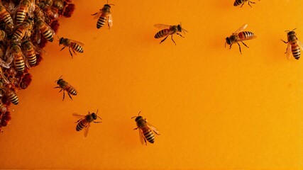 Fototapeta premium Macro Photography of Worker Bees on a Honeycomb, Collecting Nectar and Producing Pure Honey in a Natural Beekeeping Environment