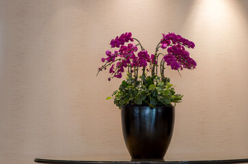 Blooming orchid plant with beautiful pink flowers inside a house.