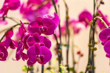 Blooming orchid plant with beautiful pink flowers inside a house.