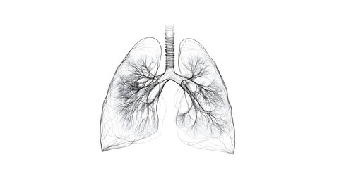 An illustration of lungs on white background with one continuous line of anatomy, isolated on white or transparent background