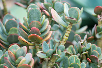 Kalanchoe marnieriana (Marnier's Kalanchoe) an evergreen succulent subshrub with flat, rounded, blue-green leaves.