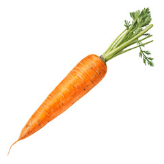 Fresh Orange Carrot Vegetable on trasparent background