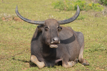 Wild water buffalo - Bubalus arnee migona also called Asian buffalo, Asiatic buffalo and wild...
