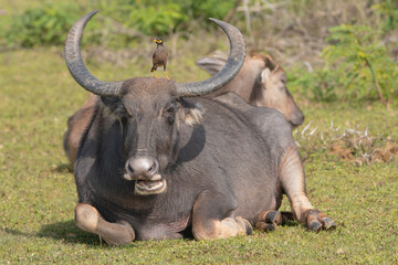 Fototapeta premium Wild water buffalo - Bubalus arnee migona also called Asian buffalo, Asiatic buffalo and wild buffalo chewing grass on meadow. Photo from Wilpattu National Park in Sri Lanka.