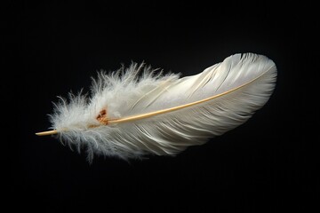 Obraz premium Elegant white feather on black background highlighting softness and texture