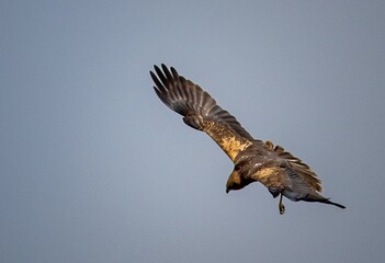 Majestic Bird of Prey in Flight
