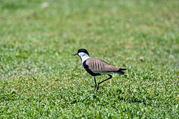 Large bird feeding in its natural environment.
