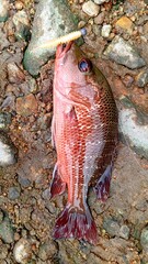 Mangrove jack cought using soft plastic bait