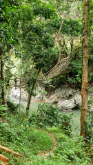 Fototapeta premium A stunning view of a traditional root bridge connecting two sides of a river in the middle of the Baduy forest. This bridge is a testament to the harmony between humans and nature.