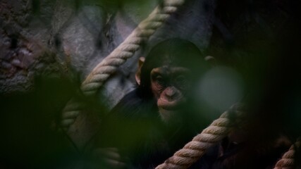 life in zoo