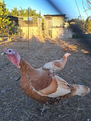 Pavos en su granja