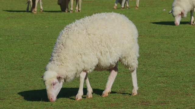 A large white sheep walking slowly on grass and feeding with group of other sheeps in the background.