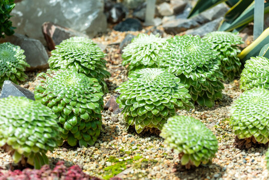 Aeonium tabuliforme, the flat-topped aeonium or saucer plant, a species of succulent plant in the family Crassulaceae, native and endemic to Tenerife in the Canary Islands.