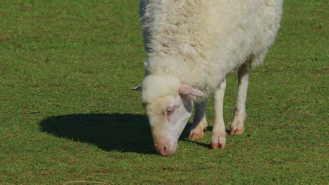 A large domestic sheep with clean fur is walking slowly on grass.