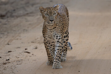 Sri Lankan leopard - Panthera pardus kotiya going on road. Photo from Wilpattu National Park in Sri...