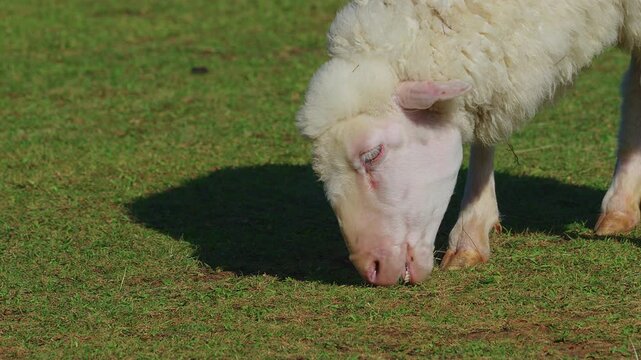 Closeup panning view of a large white sheep walking slowly on grass and feeding with group of other sheeps in the background.