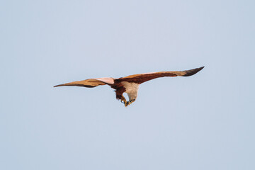 Goa, India. Brahminy Kite Eating Crab In Flight In Blue Sky