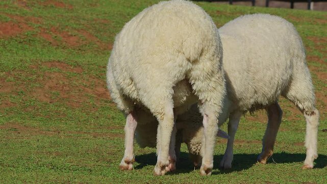 A pair of white sheeps walking slowly on grass and feeding with group of other sheeps in the background.