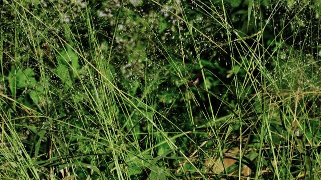 A Pair of white rumped munia birds flying around and holding onto weed grass in tropical forest.