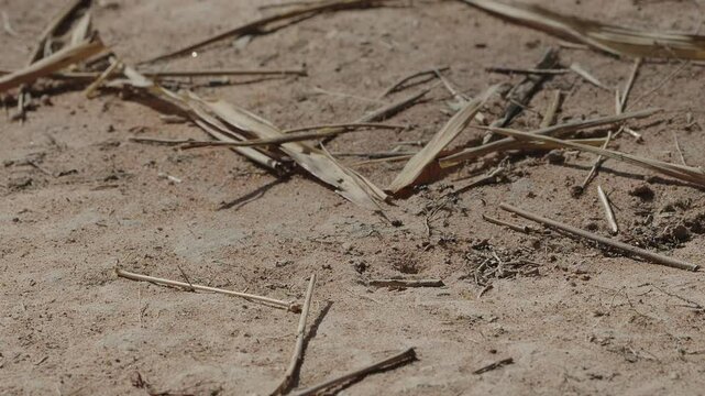 Pack of ants are moving in regular pattern on sandy ground near the hive entrance with dry leaves around them.