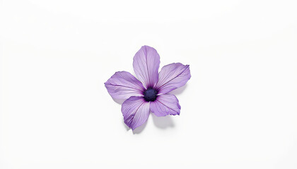 Obraz premium Single violet flower showcasing minimalist beauty in bright studio, elegance