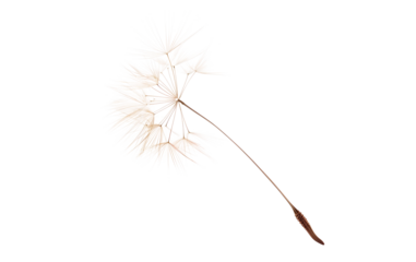 Ephemeral Beauty: The delicate beauty of a single dandelion seed head, poised gracefully against an airy backdrop, invites contemplation of nature's fleeting moments and the promise of new beginnings.