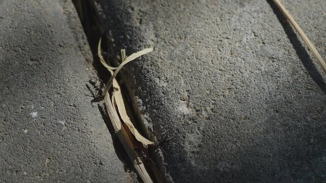 pack of ants moving around and fiddling with a piece of dry grass stuck between tiles of concrete ground.
