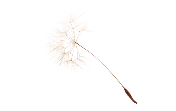 Ephemeral Beauty: The delicate beauty of a single dandelion seed head, poised gracefully against an airy backdrop, invites contemplation of nature's fleeting moments and the promise of new beginnings.