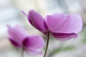 close up of a purple anemone flower