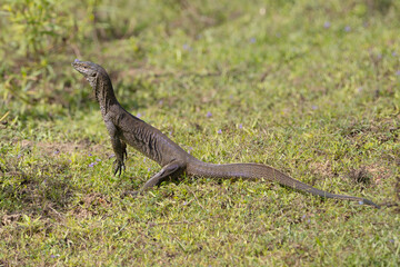 Bengal monitor, Indian monitor - Varanus bengalensis in green grass, Photo from Wilpattu National...