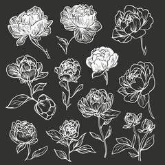 White hand-drawn peony illustrations on a black background.