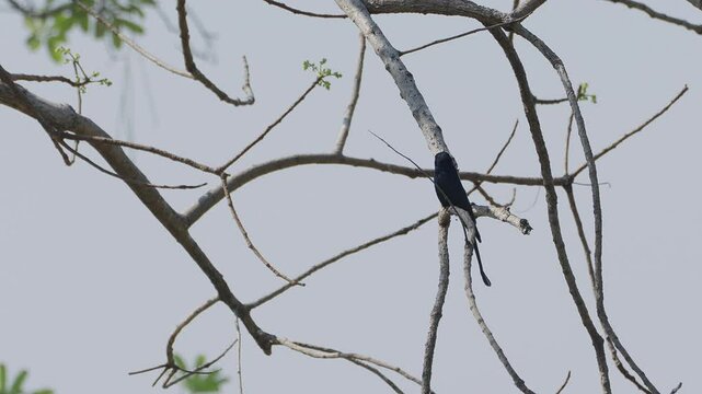 A black drongo bird is standing on the branch of tree looking around ovserving its environment.