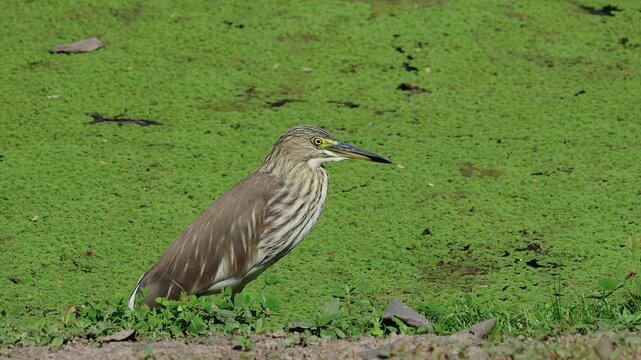 A grown indian pond heron is standing at the coast of lake at tropical wetland with lusg freen vegetation in the background.