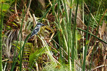 portrait of a kingfisher in the mabamba swamp in uganda, lake victoria