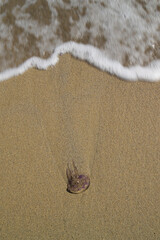 beach and rocks, Porto Ferro Beach,  Alghero, Sassari, Sardinia, Italy