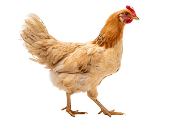 Chicken isolated on a transparent background.