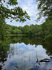 lake and trees