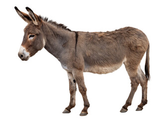 Obraz premium Donkey isolated on a transparent background.
