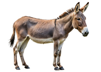Fototapeta premium Donkey isolated on a transparent background.