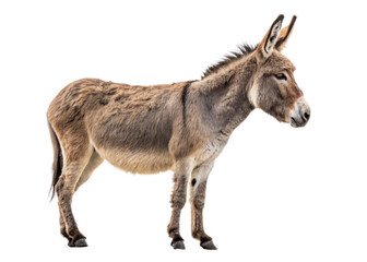 Obraz premium Donkey isolated on a transparent background.