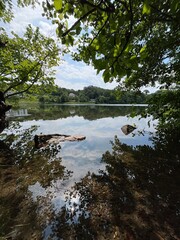 reflection of trees in water