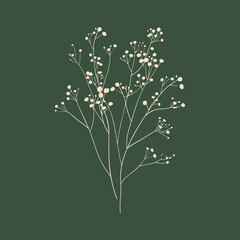 elegant illustration of Showy baby's-breath flower