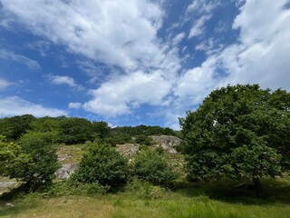 Obraz premium trees and clouds