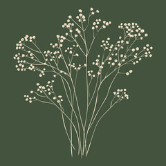 elegant illustration of Showy baby's-breath flower