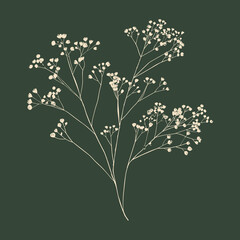 elegant illustration of Showy baby's-breath flower